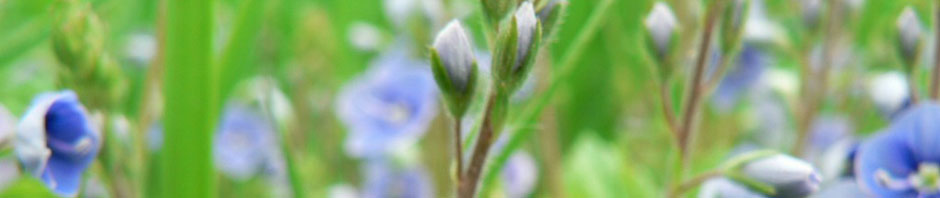 Eglise Protestante Evangélique de Stockay-Saint-Georges